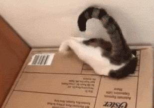 网友把足球PS成猫咪,毫无违和感!看什么看,没猫你踢什么球!