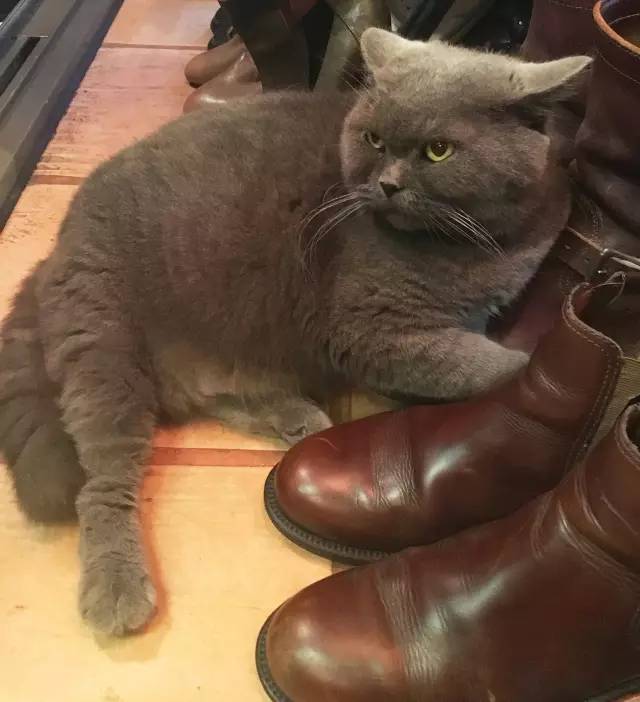 香港大牌包哪里买便宜,香港必买大牌包