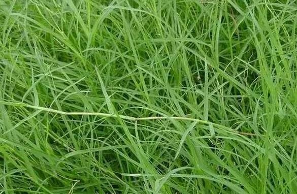 鱼钩刺肉如何处理,倒刺鱼钩钩进衣服怎么办