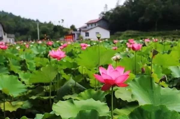宜昌周边适合避暑的古镇,宜昌小众避暑景点