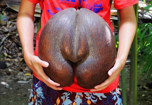 去塞舌尔用不用护照,塞舌尔护照免签国2024