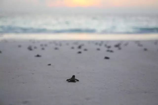 去塞舌尔用不用护照,塞舌尔护照免签国2024