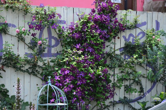 花园拜访,成都玛莉亚色彩花园电话