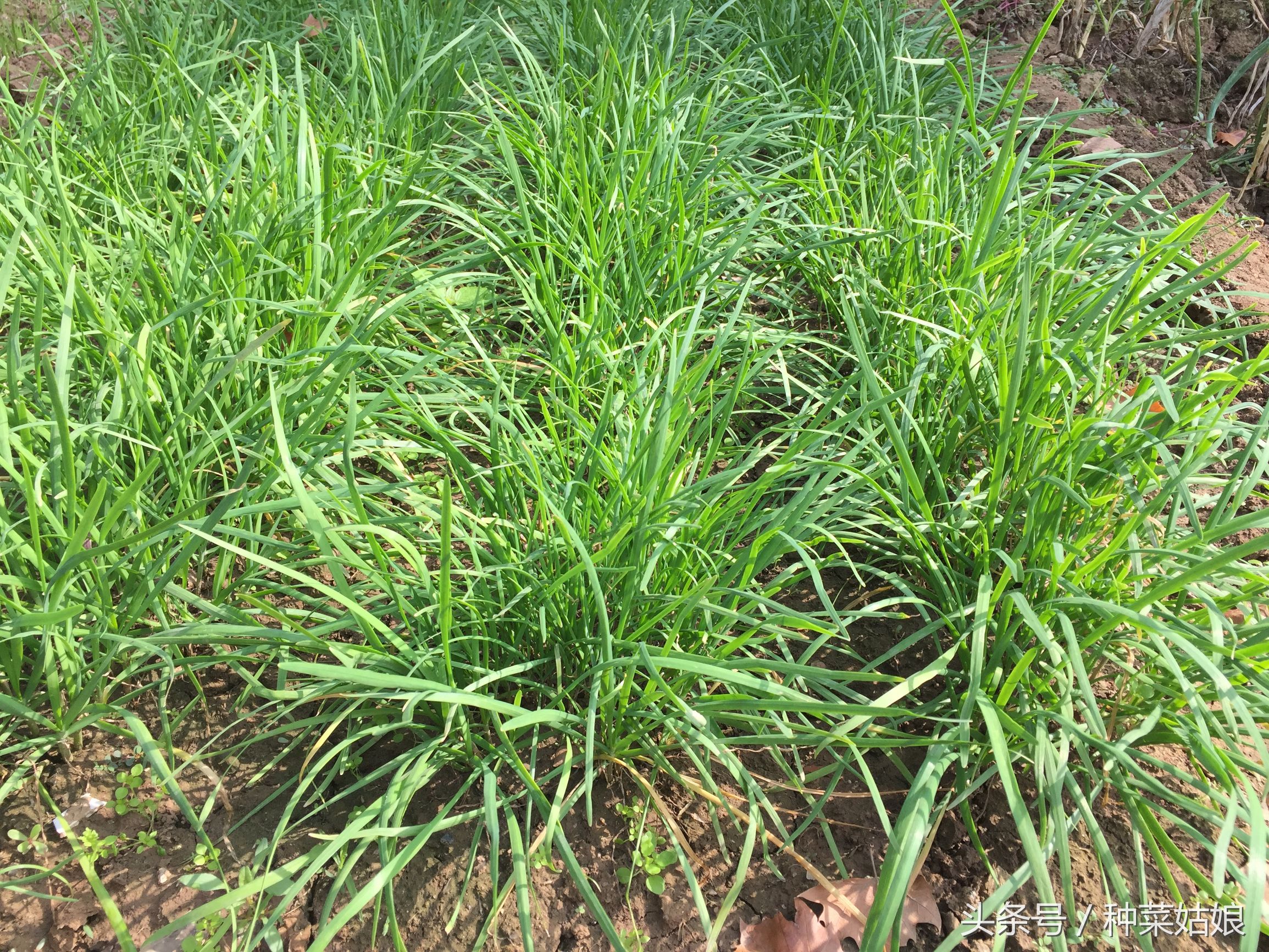 韭菜根的病菌和韭蛆如何快速处理,韭菜防韭蛆灌根所用药剂有哪些