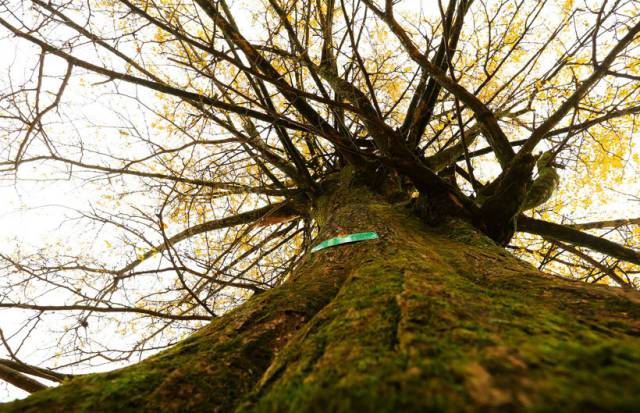 宜昌周边适合避暑的古镇,宜昌小众避暑景点