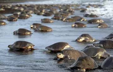 去塞舌尔用不用护照,塞舌尔护照免签国2024