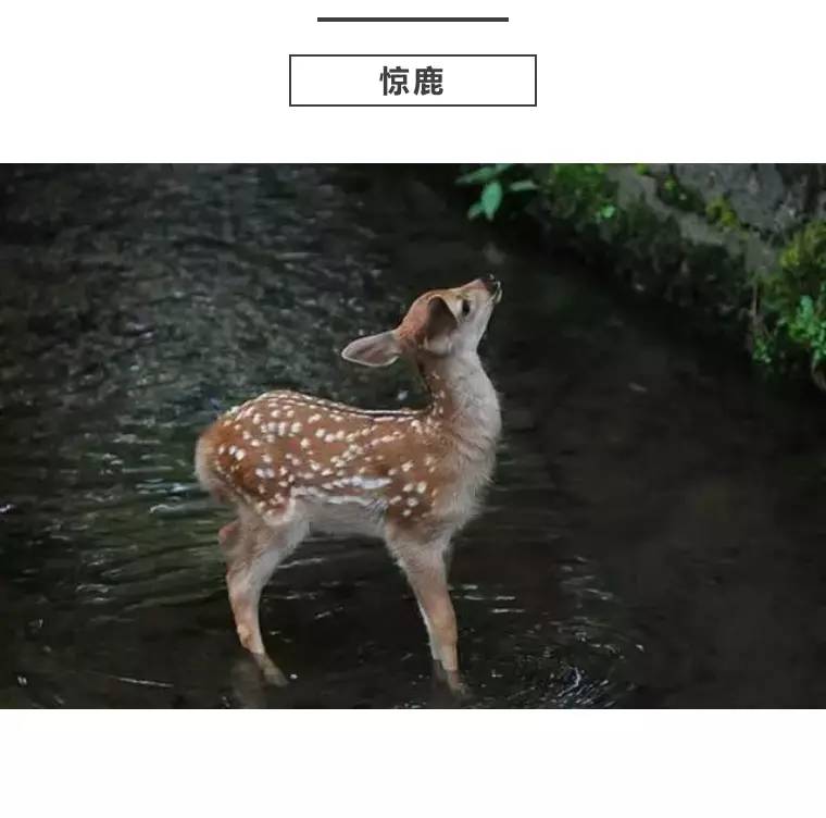 惊鹿｜竹·禅惊鹿