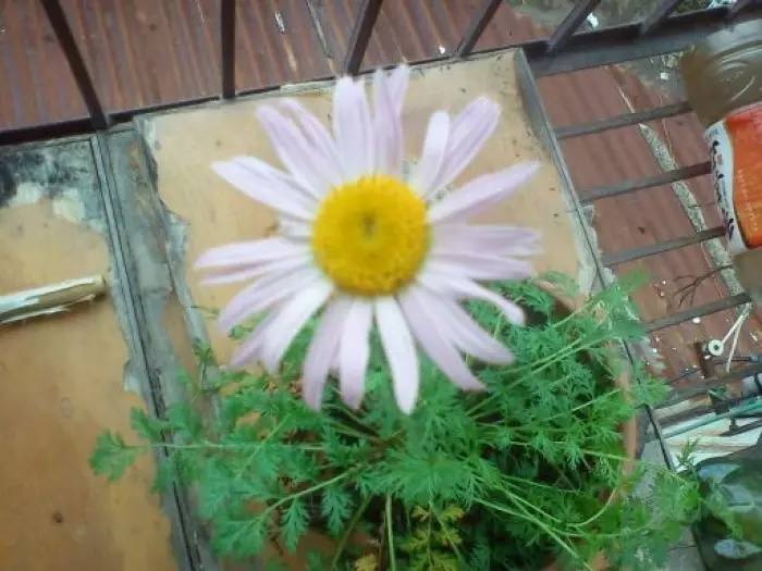 蚊虫太烦人盆栽三种驱蚊植物,适合室内种植的驱蚊的植物