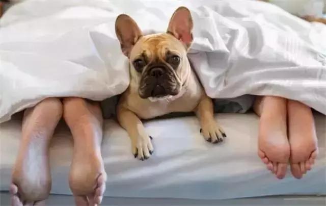 狗狗便血拉稀有几种原因,狗狗又吐又拉稀是什么原因