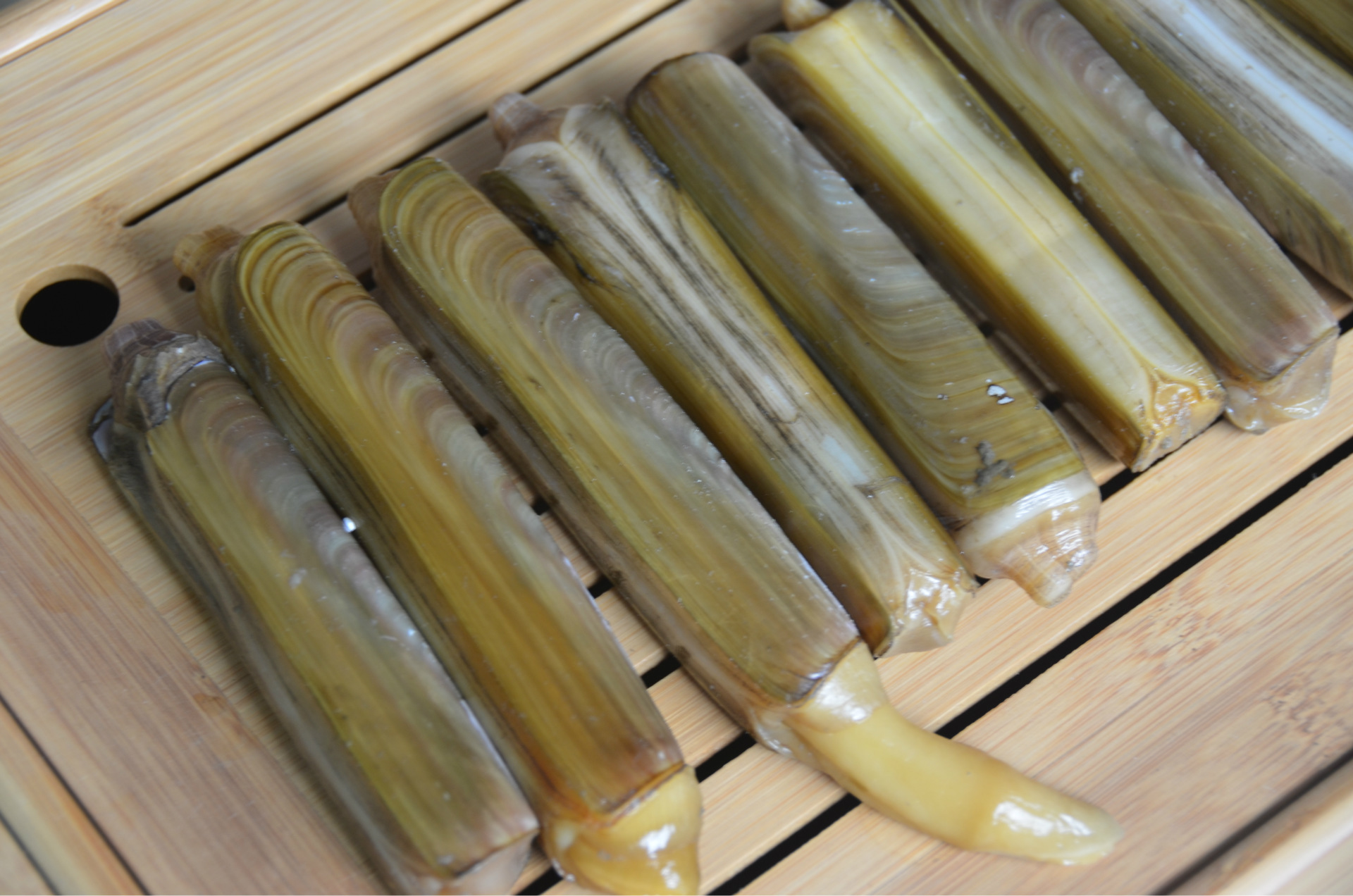 全球最好吃的五种贝类,你见过的贝类有哪些