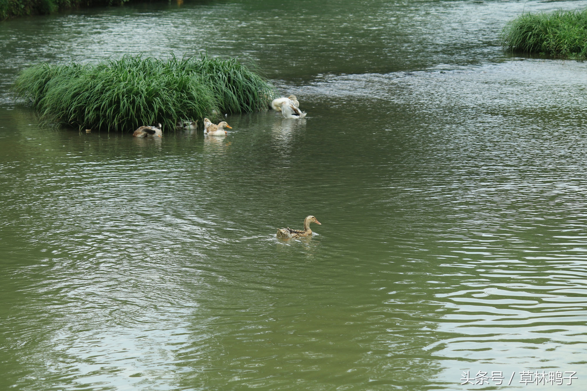 鸭子歪着脖子转圈是什么病,鸭子的脖子是歪的正常吗