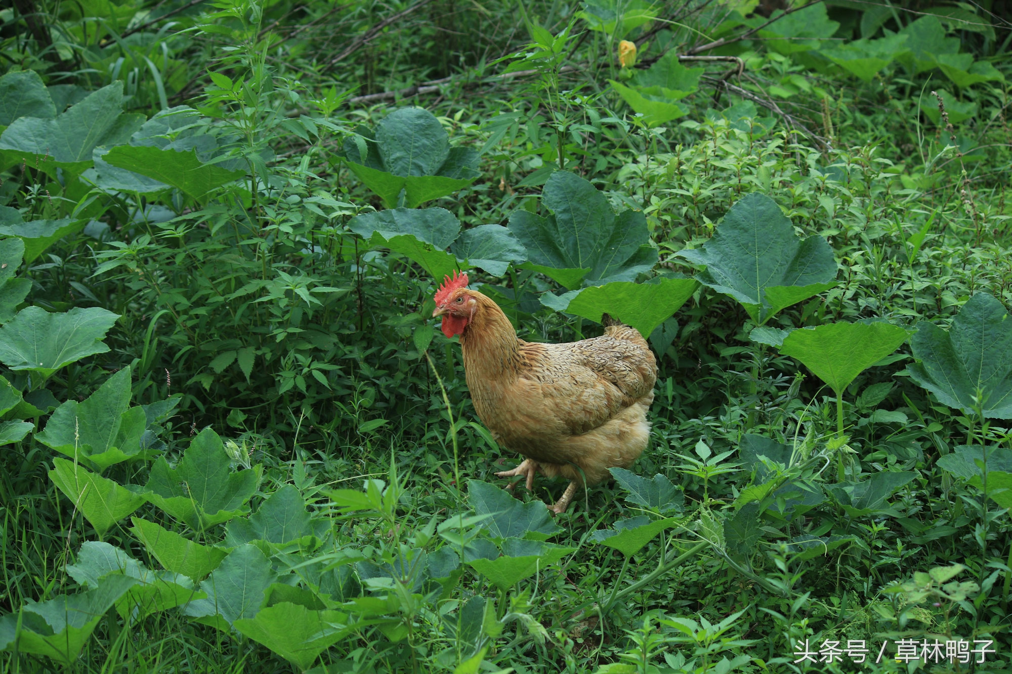 鸭子歪着脖子转圈是什么病,鸭子的脖子是歪的正常吗