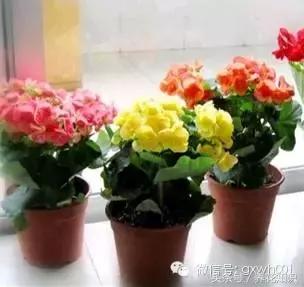 水养一年四季不黄叶的植物,水里加点什么花养得好