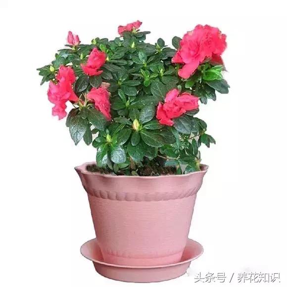 水养一年四季不黄叶的植物,水里加点什么花养得好