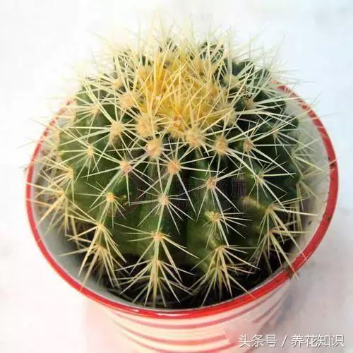 水养一年四季不黄叶的植物,水里加点什么花养得好