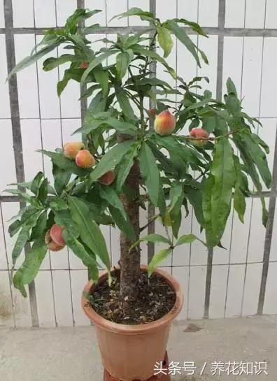 水养一年四季不黄叶的植物,水里加点什么花养得好