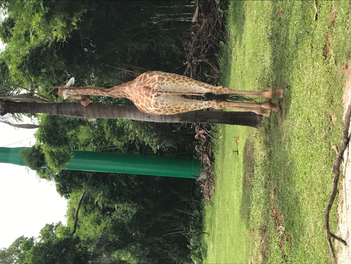 广州长隆飞鸟乐园和野生动物园,广州长隆野生动物园在哪个区
