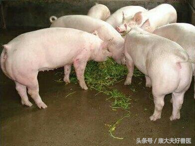 母猪产后可以吹风扇吗,母猪分娩能吹风扇吗