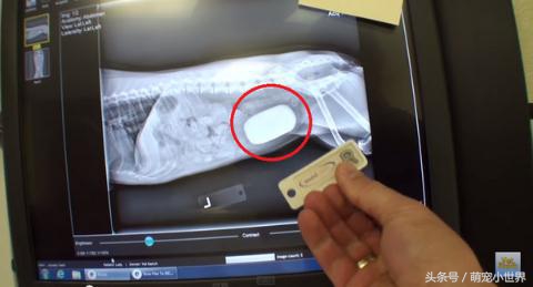 狗狗拍x光胃里黑色的是什么,狗狗拍个x光片能看出肿瘤吗