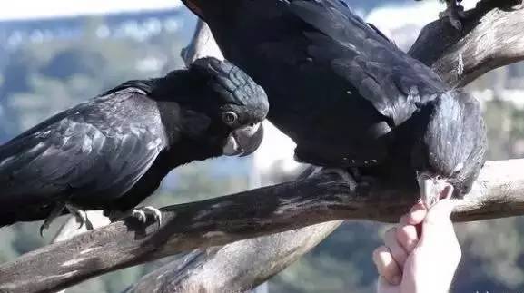 去塞舌尔用不用护照,塞舌尔护照免签国2024