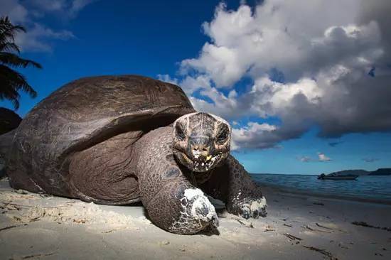 去塞舌尔用不用护照,塞舌尔护照免签国2024