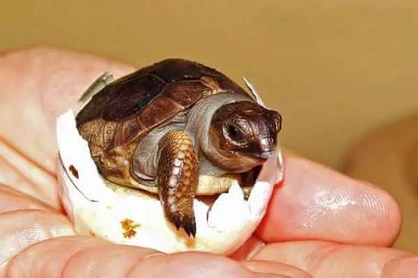 去塞舌尔用不用护照,塞舌尔护照免签国2024