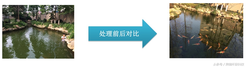锦鲤鱼池生态循环过滤,锦鲤鱼池过滤系统视频