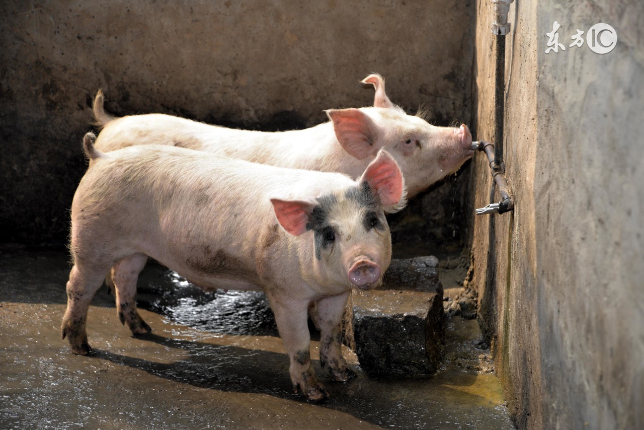 冬季猪病防治问答题及答案,猪病问答100句