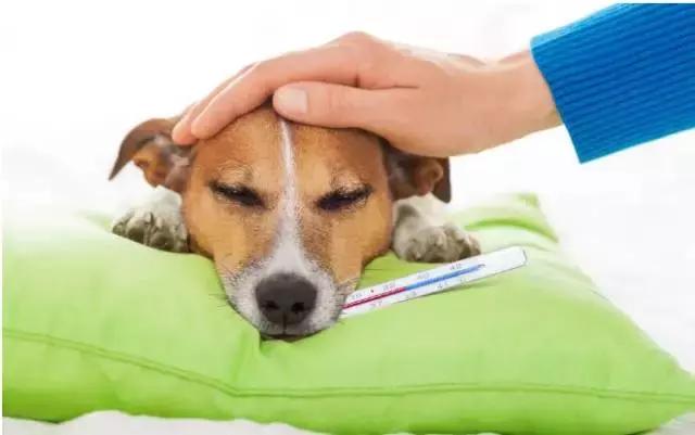 狗狗便血拉稀有几种原因,狗狗又吐又拉稀是什么原因