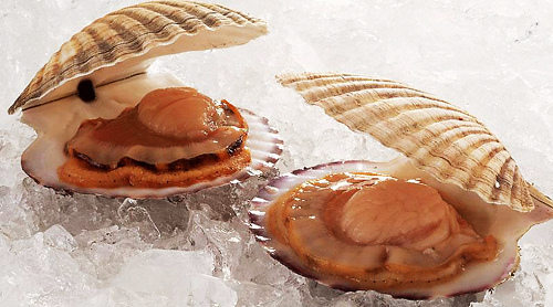 全球最好吃的五种贝类,你见过的贝类有哪些