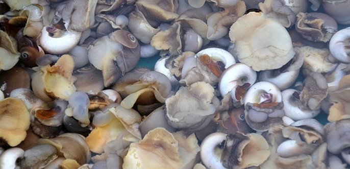 全球最好吃的五种贝类,你见过的贝类有哪些