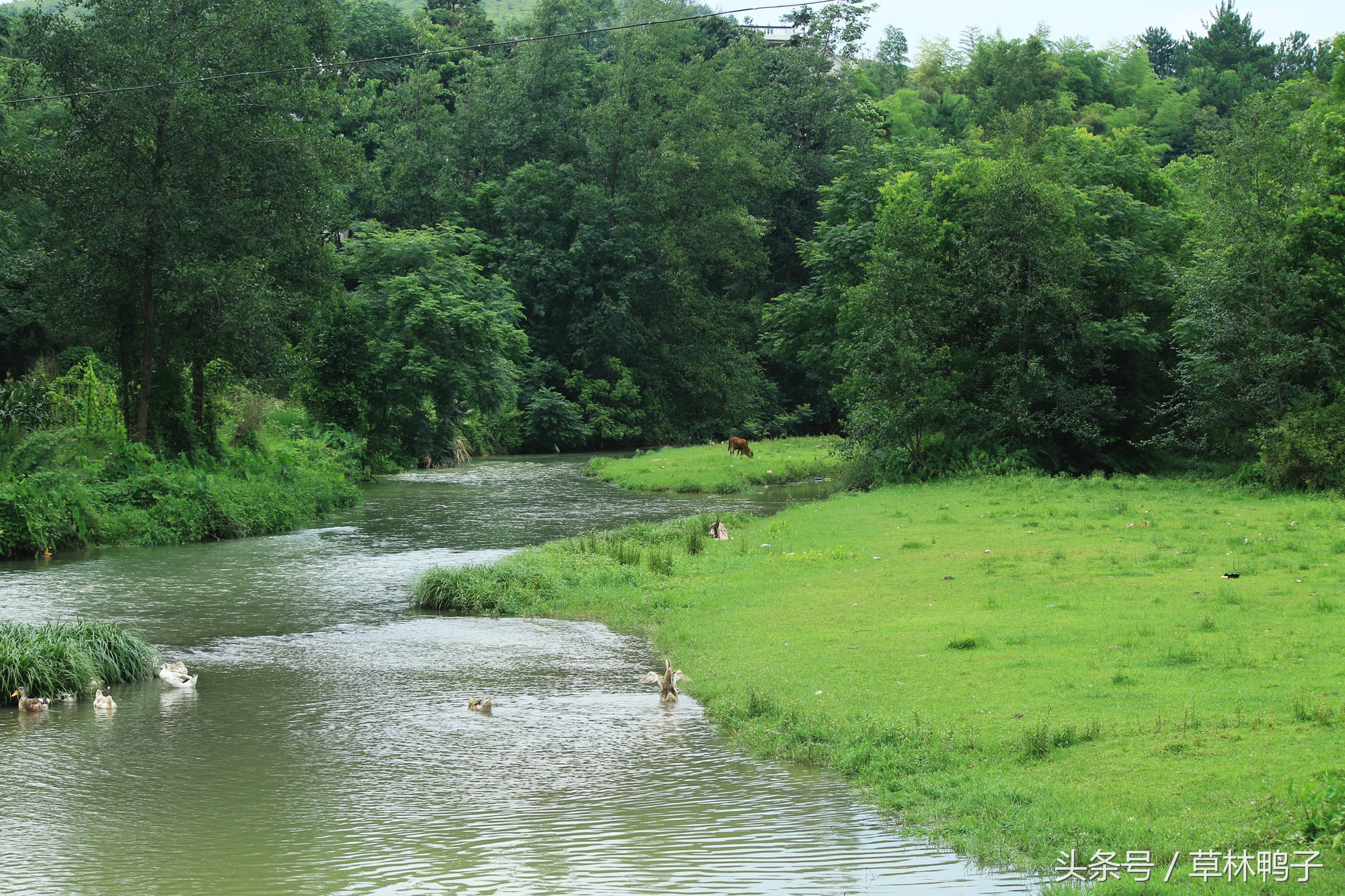 鸭子歪着脖子转圈是什么病,鸭子的脖子是歪的正常吗