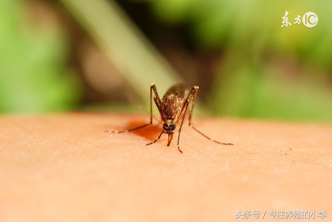 夏天养鸡如何防蚊蝇呢,养鸡场防蚊最好的方法