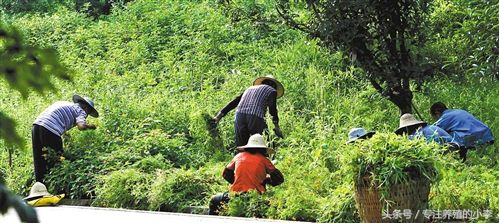 夏天养鸡如何防蚊蝇呢,养鸡场防蚊最好的方法