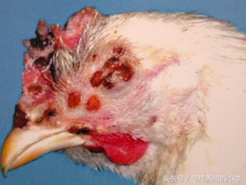 夏天养鸡如何防蚊蝇呢,养鸡场防蚊最好的方法