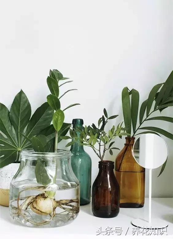 水养一年四季不黄叶的植物,水里加点什么花养得好