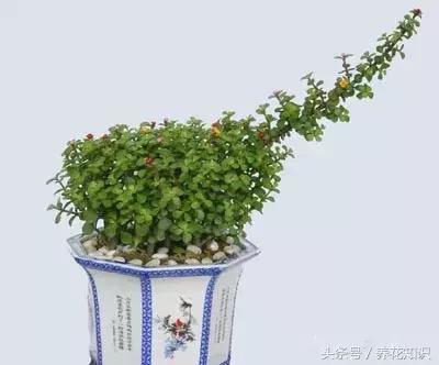 水养一年四季不黄叶的植物,水里加点什么花养得好