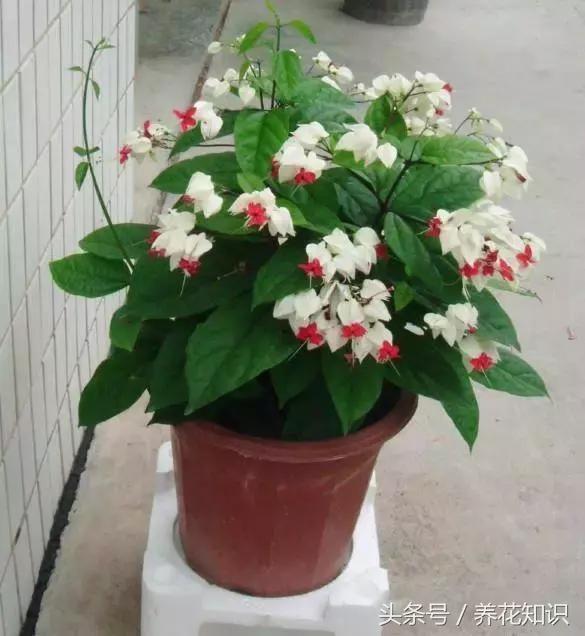 水养一年四季不黄叶的植物,水里加点什么花养得好