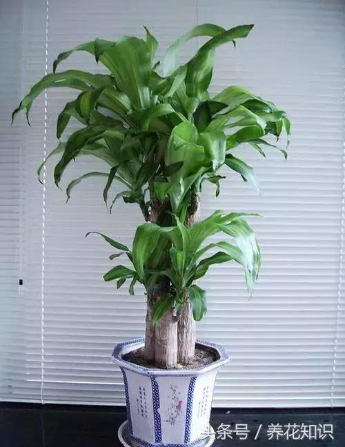 水养一年四季不黄叶的植物,水里加点什么花养得好