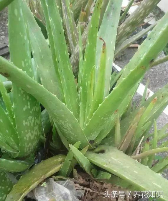 水养一年四季不黄叶的植物,水里加点什么花养得好