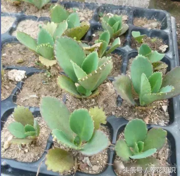 水养一年四季不黄叶的植物,水里加点什么花养得好