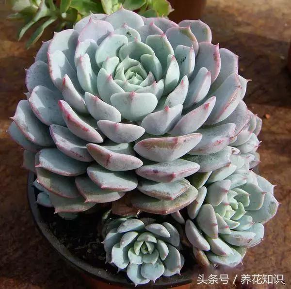 水养一年四季不黄叶的植物,水里加点什么花养得好