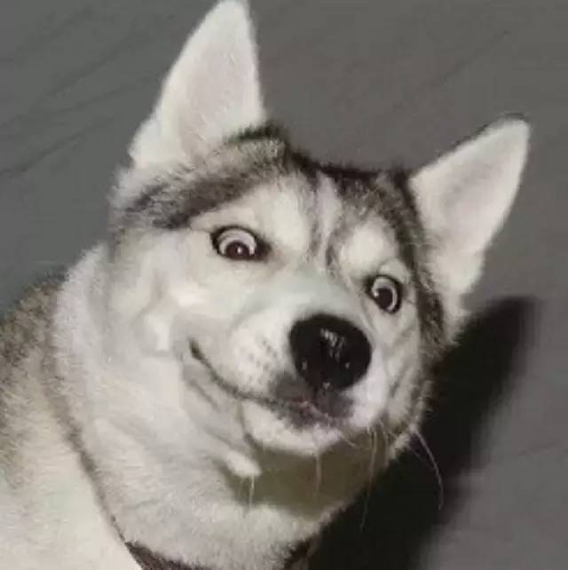 究竟为什么要养一只哈士奇这5点你看够不够