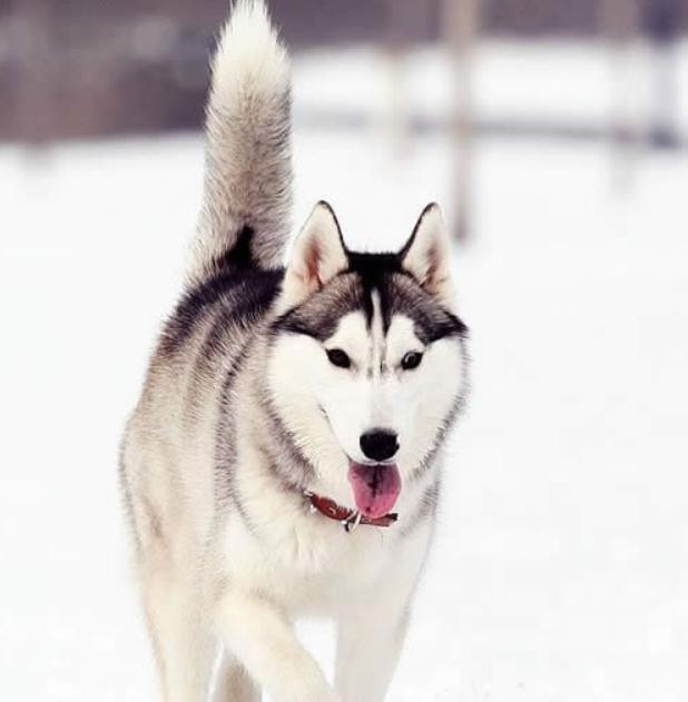 究竟为什么要养一只哈士奇这5点你看够不够