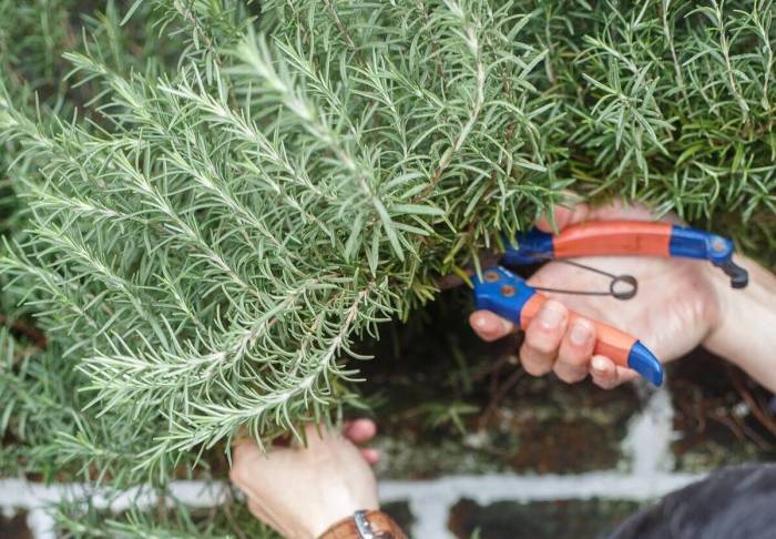 蚊虫太烦人盆栽三种驱蚊植物,适合室内种植的驱蚊的植物
