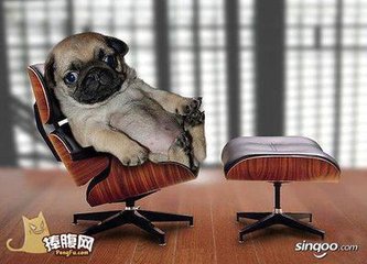 我就像一只趴在玻璃窗上面的苍蝇,我就像一只趴在玻璃上的苍蝇