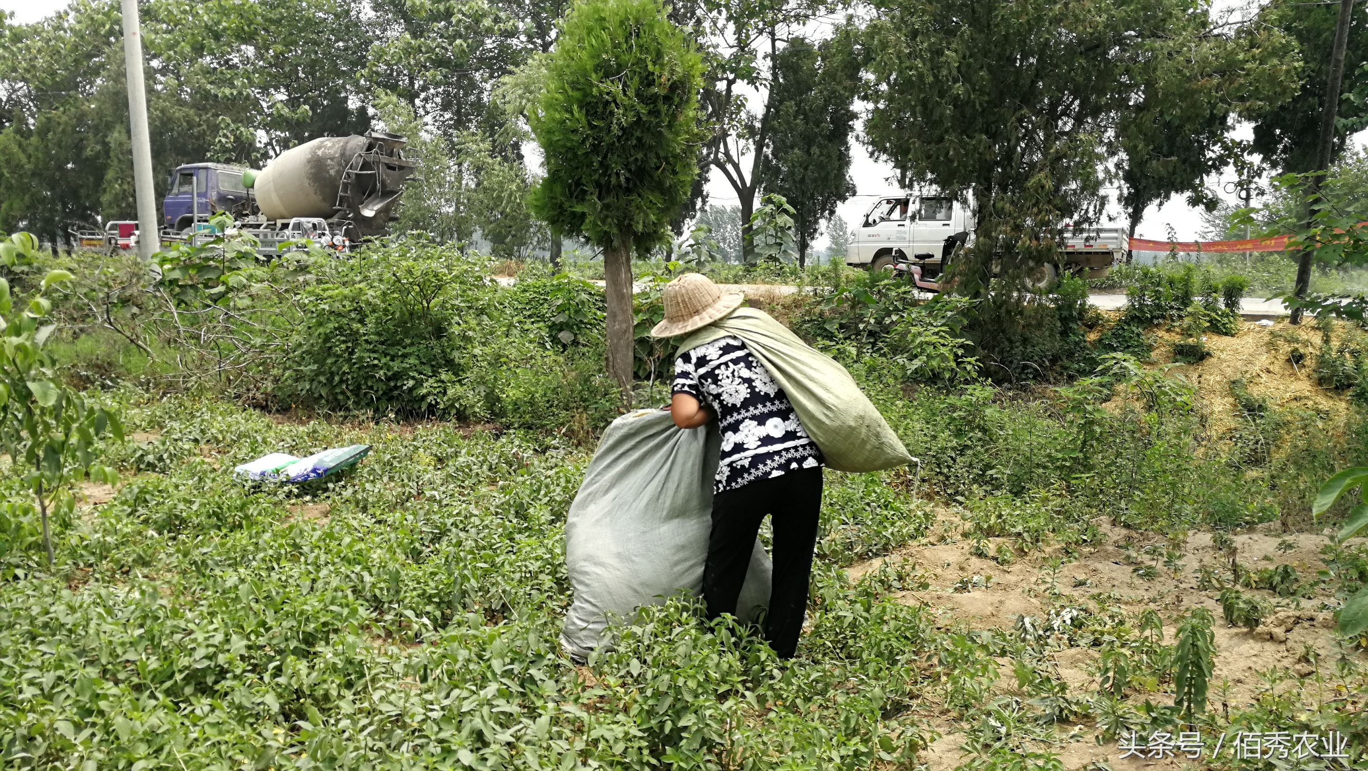 脸红！你在城里享福，父母却在农村做这种事！