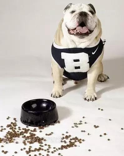 狗狗便血拉稀有几种原因,狗狗又吐又拉稀是什么原因