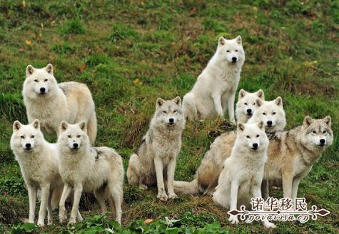 加拿大魁省投资移民政策如何？