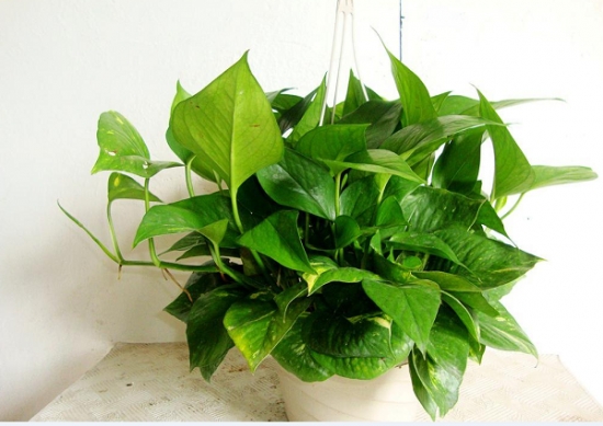 惬意的小资生活是什么,小资生活就是这么简单的